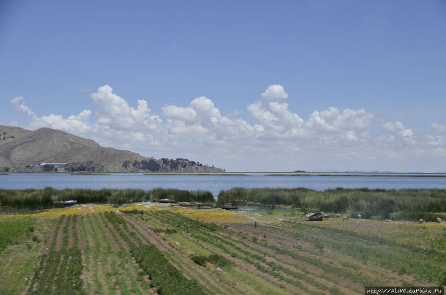 Вокруг всего озера Титикака выращиваю картошку — главный продукт региона. Перу