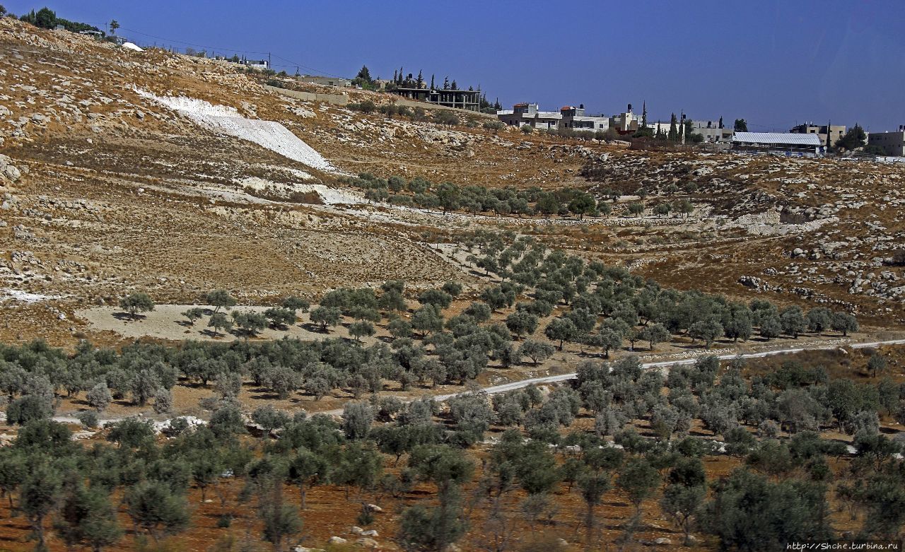 Палестина: земля олив и виноградников. Объект ЮНЕСКО №1492 Восточный Иерусалим, Палестина