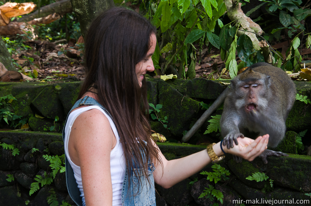 Также обезьяны не прочь поживиться принесенными туристами лакомствами. Убуд, Индонезия