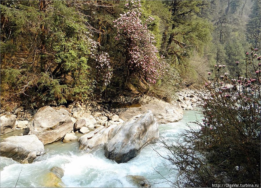 Лангтанг-Кхола, петляя по ущельям, постоянно будет сопровождать нас в пути, то скрываясь среди зарослей, то вновь появляясь. Лангтанг, Непал