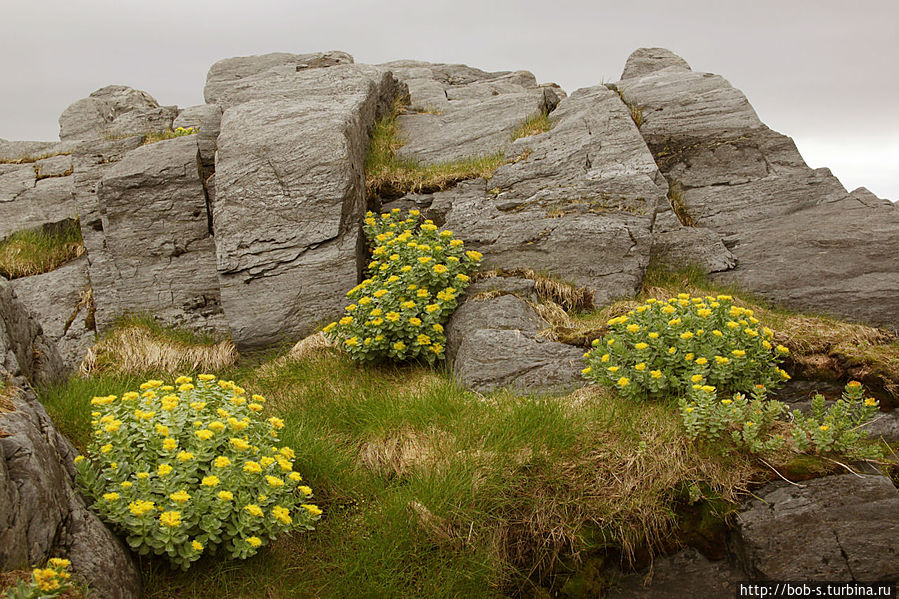Флора побережья Баренцева моря Флора побережья Баренцева моря