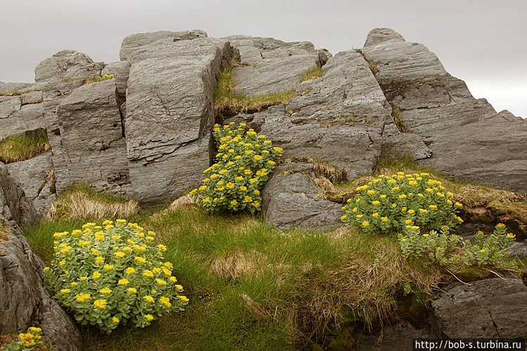 Флора побережья Баренцева Флора побережья Баренцева