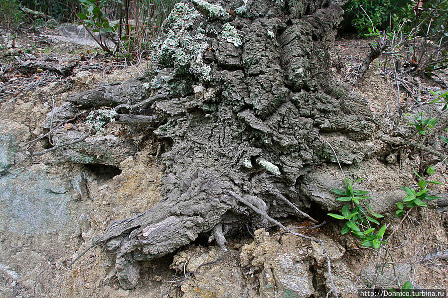 Пробковый дуб — к полету готов! Каталония, Испания Пробковый дуб — к полету готов! Каталония, Испания