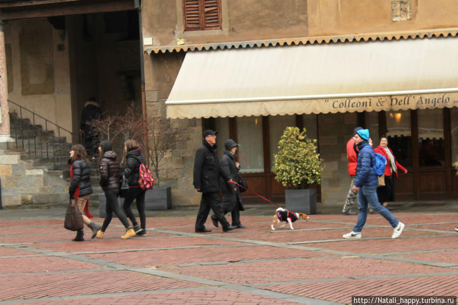 Четвероногие  жители города-музея Бергамо, Италия