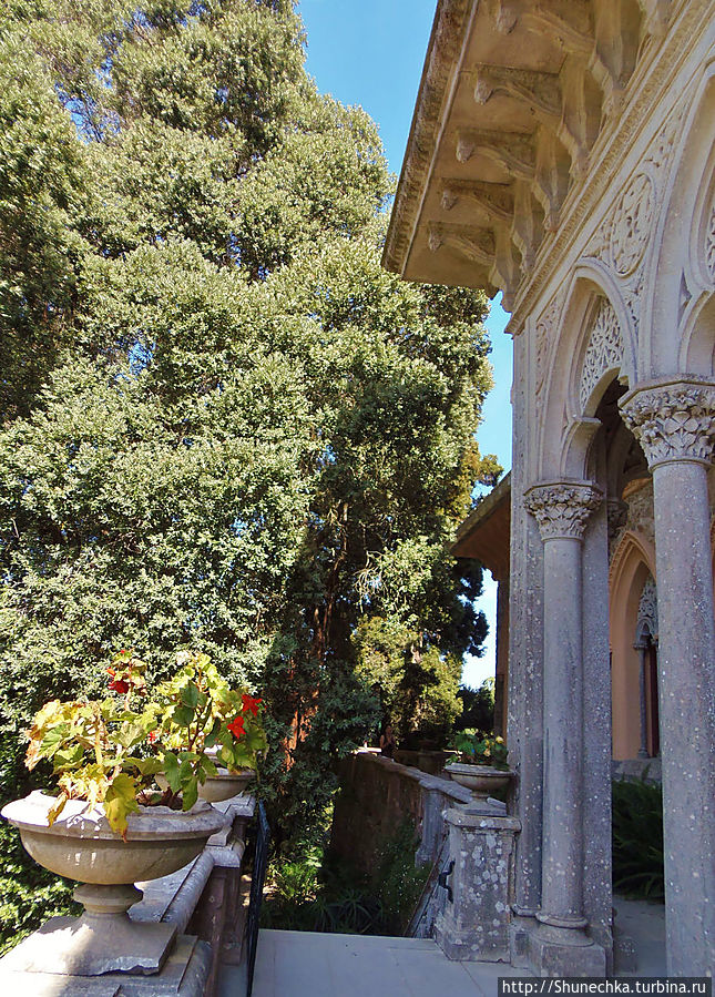 Где Мексика встречается с Новой Зеландией (парк Монсеррат) Синтра, Португалия Где Мексика встречается с Новой Зеландией (парк Монсеррат) Синтра, Португалия