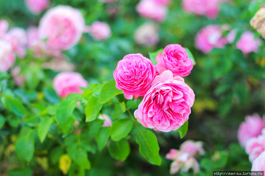 Сад Монастер де Симье Ницца, Франция Сад Монастер де Симье Ницца, Франция