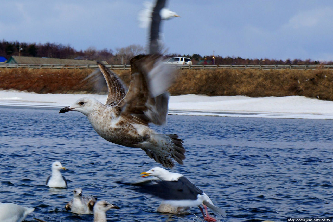 Чайка смело пролетела ... Южно-Сахалинск, Россия Чайка смело пролетела ... Южно-Сахалинск, Россия