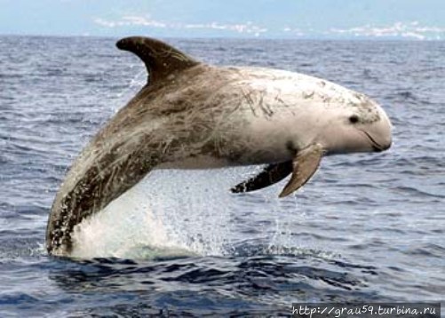 Серый дельфин (из Интернета) Мармарис, Турция