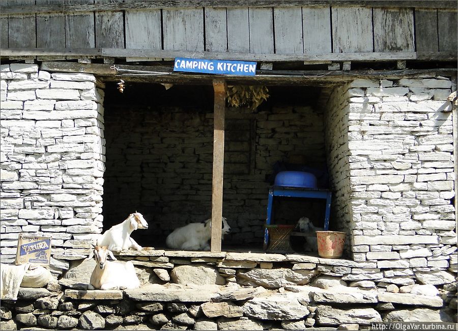 Если бы не было таблички кухня кемпинга, можно было подумать, что это хлев. А вот и те самые овечки-козлики... Чомронг, Непал
