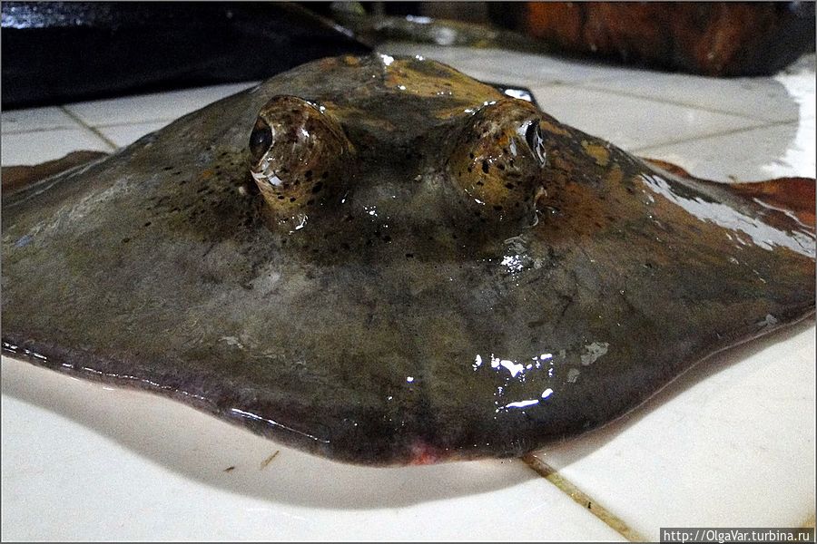 Ух, какой глазастый... Ух, какой глазастый...