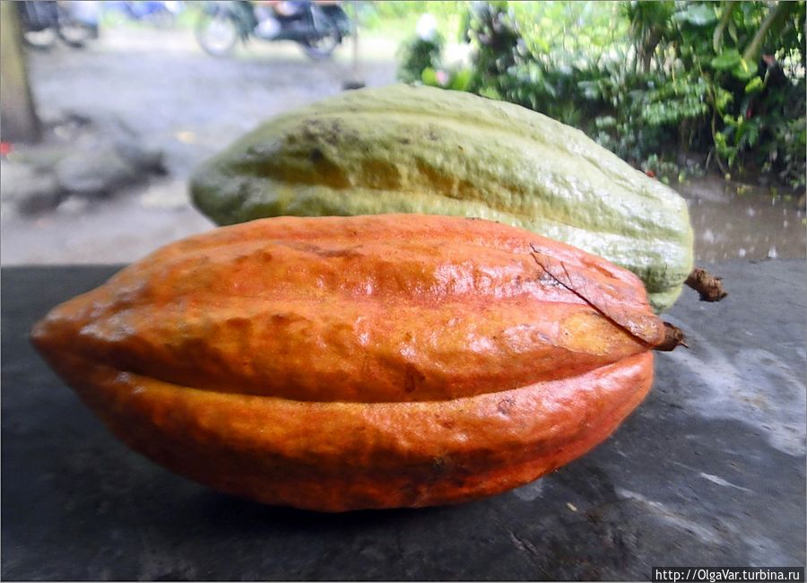 Плоды какао Булусан, Филиппины