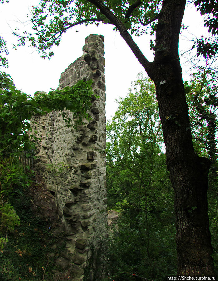 Руины замка Драхенфельс на вершине Скалы Дракона Drachenfels Кёнигсвинтер, Германия
