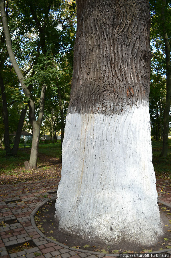 Дуб-патриарх, возрастом около 500 лет. диаметр ствола- более 1,5 метров