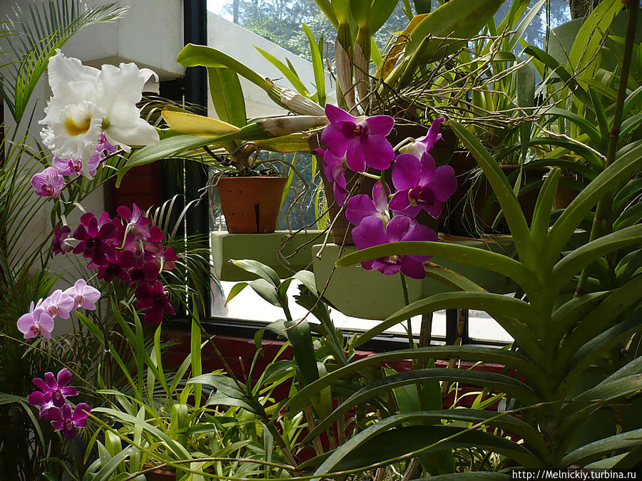 Променад по королевскому саду Перадения, Шри-Ланка Променад по королевскому саду Перадения, Шри-Ланка