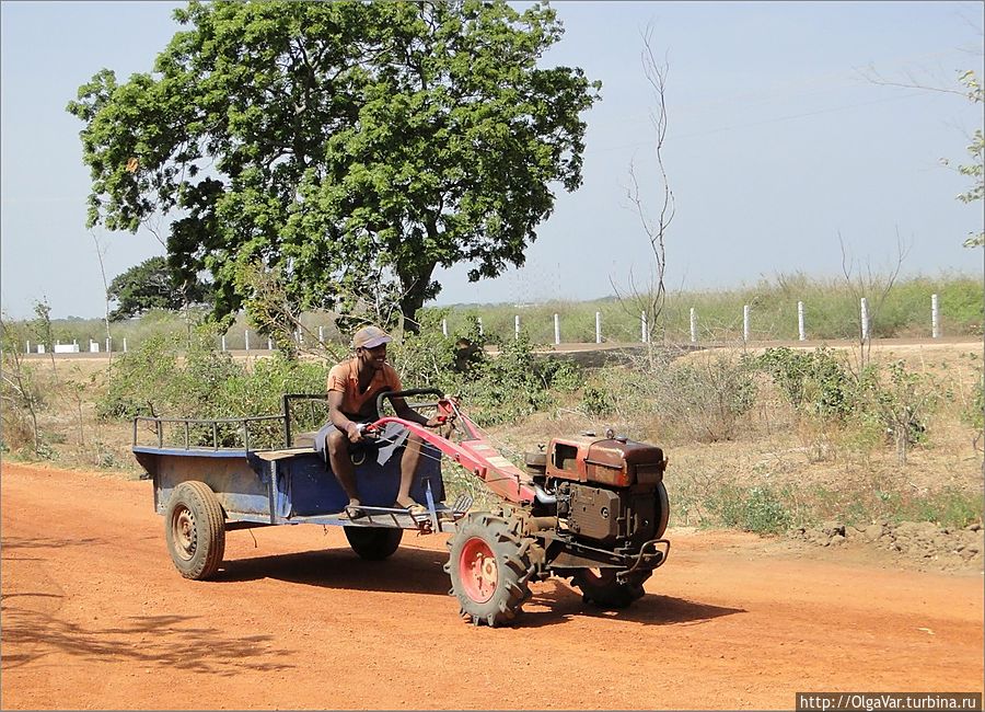 А такой экземпляр удивил меня больше...Кажется, у нас таких не было А такой экземпляр удивил меня больше...Кажется, у нас таких не было