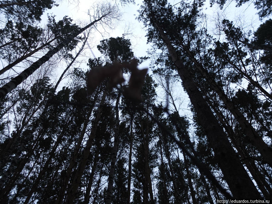 Новогодняя гирлянда. А ещё мы белочек в лесу кормили))) Красноярск, Россия