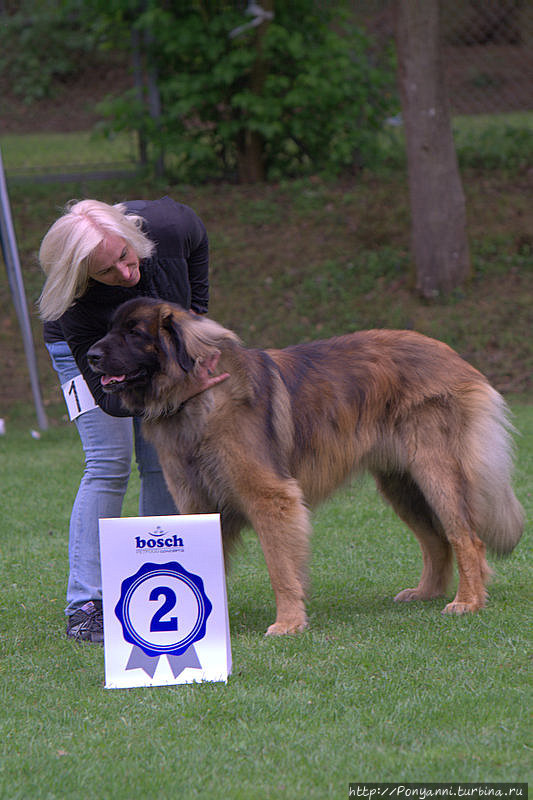 Собачий вальс Леонберг, Германия Собачий вальс Леонберг, Германия