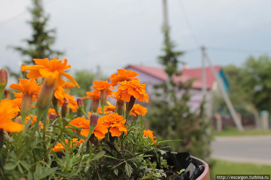 ..цветы Волковыск, Беларусь