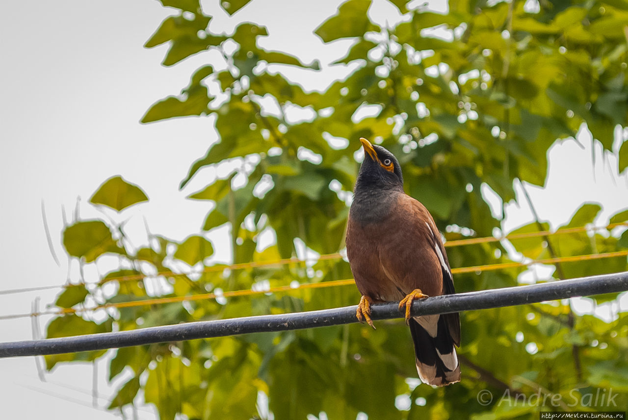 Белая мечеть Шринагар, Индия Белая мечеть Шринагар, Индия