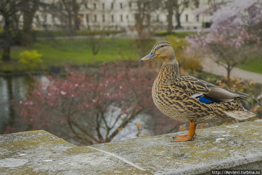 Букинге́мский дворец на рассвете Лондон, Великобритания Букинге́мский дворец на рассвете Лондон, Великобритания