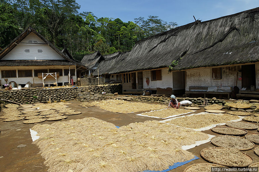 Сушка риса — 2 недели. Сушка риса — 2 недели.