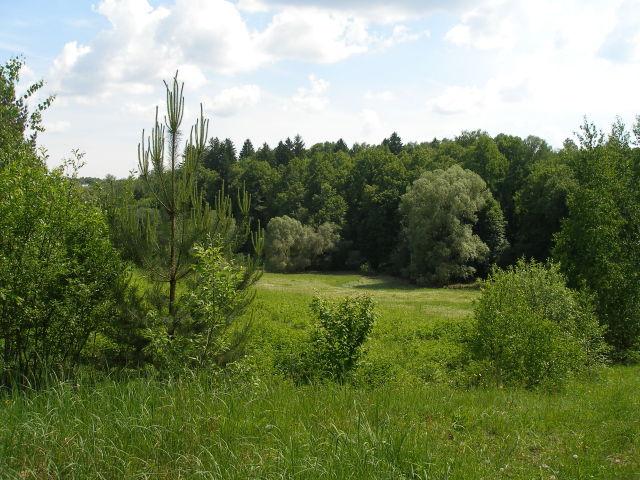 Таруса. В поисках дуба. Таруса, Россия