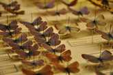 Фрагменты коллекции бабочек, собранных Набоковым в окрестностях Женевского озера.