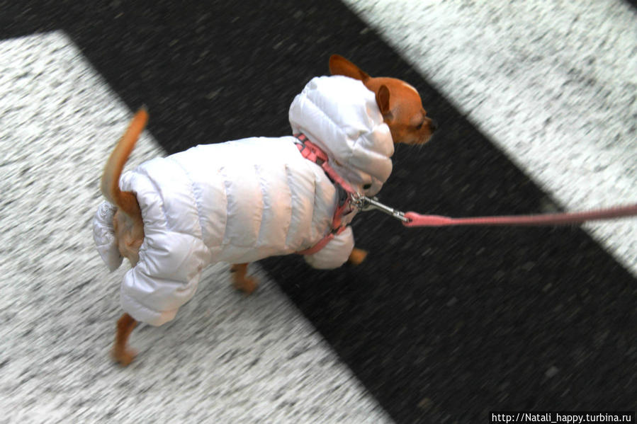 Четвероногие жители города-музея Бергамо, Италия Четвероногие жители города-музея Бергамо, Италия