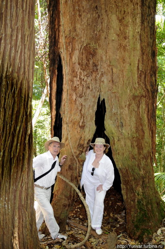 Каждое дерево в джунглях полно тайн Остров Фрейзер, Австралия