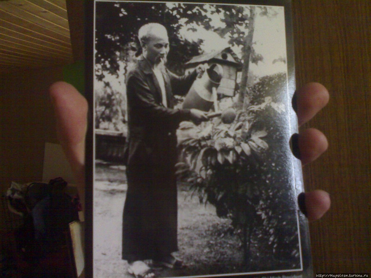 Дядюшка Хо поливает старэппл (vu sua) — дерево с молочными плодами.
Снимок сделан в саду в резиденции Хо Ши Мина в Ханое. Ханой, Вьетнам