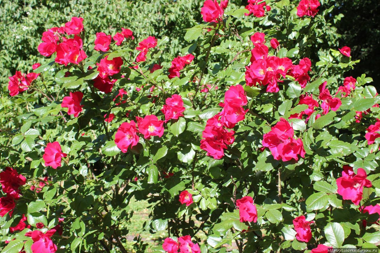 Куст шиповника около памятника Барклаю-де-Толли.
Парк Эспланада. Рига, Латвия Куст шиповника около памятника Барклаю-де-Толли.
Парк Эспланада. Рига, Латвия