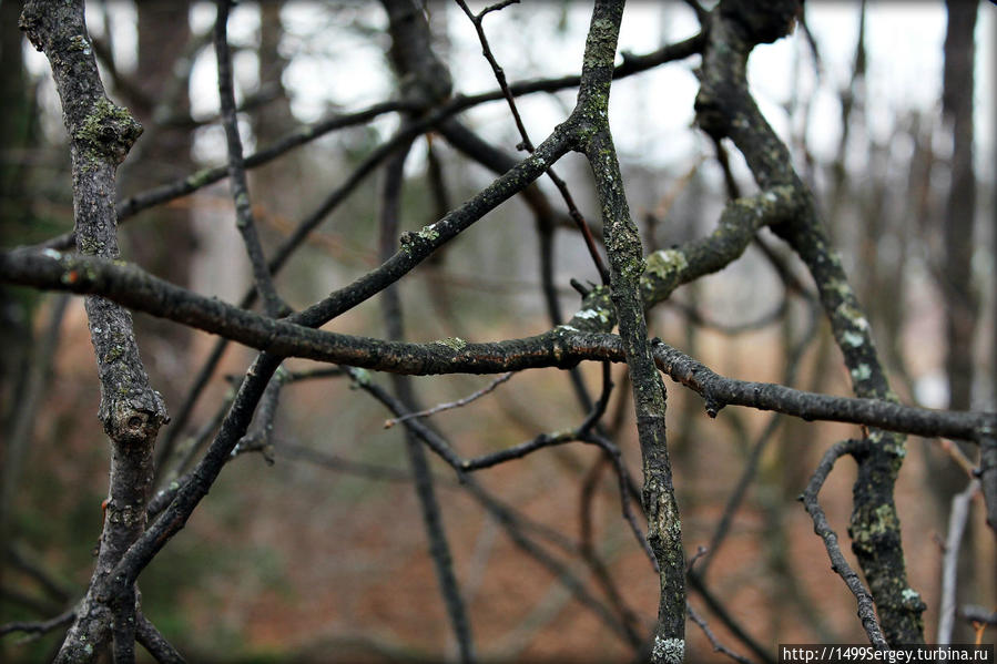 Парк Ораниенбаум. Деревья, не потерявшие свои корни Ломоносов, Россия