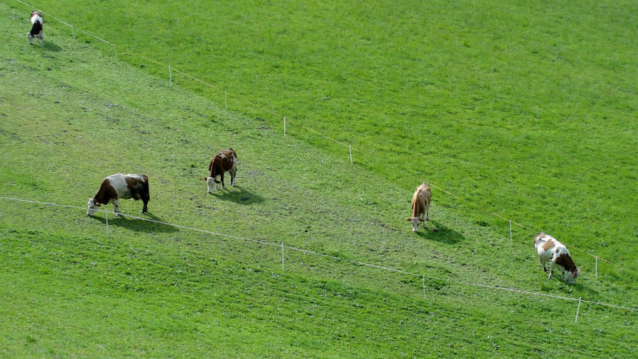 Коровы мирно пасутся, ожидая, когда их молоко станет Милкой или каким-то другим продуктом местного фермерства. Рамзау-ам-Дахштайн, Австрия