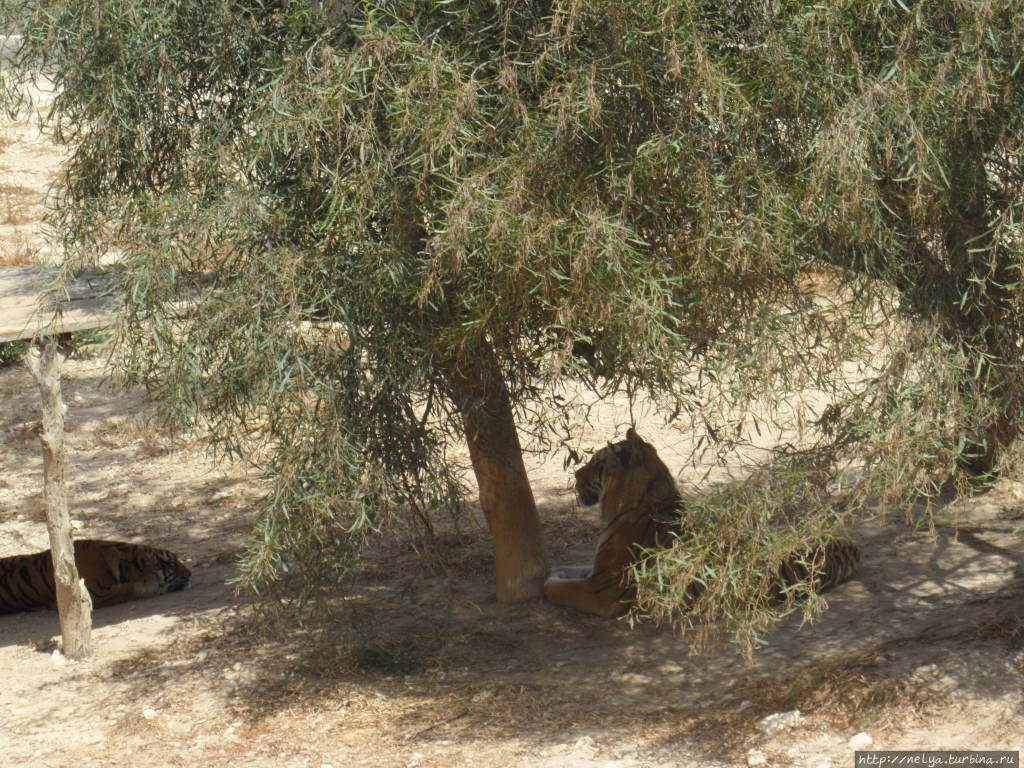 Чудесный зоопарк Фригия Хаммамет, Тунис