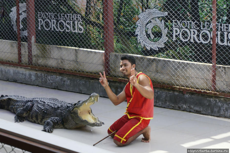 Крокодиловы  страсти Пхукет, Таиланд