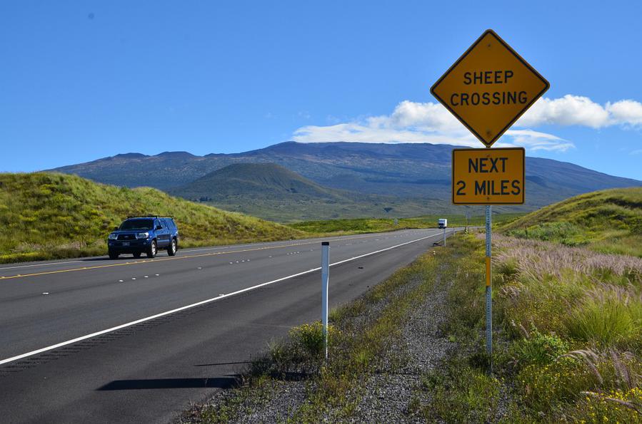 Дорогу могут пересекать овцы Остров Гавайи, CША