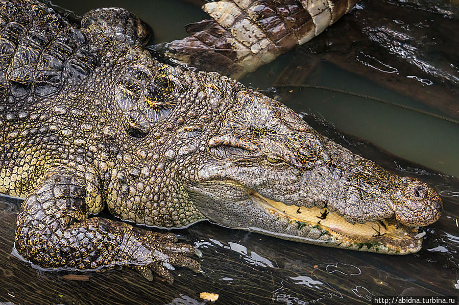 Будущая сумочка Будущая сумочка