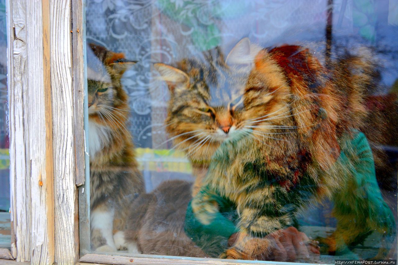 Торжокские киски Торжок, Россия Торжокские киски Торжок, Россия