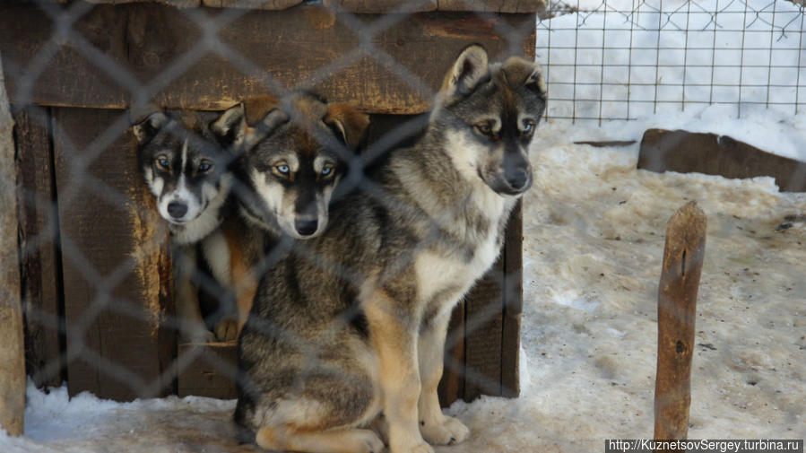 Ездовые собаки в этнокультурном комплексе Кайныран Камчатский край, Россия