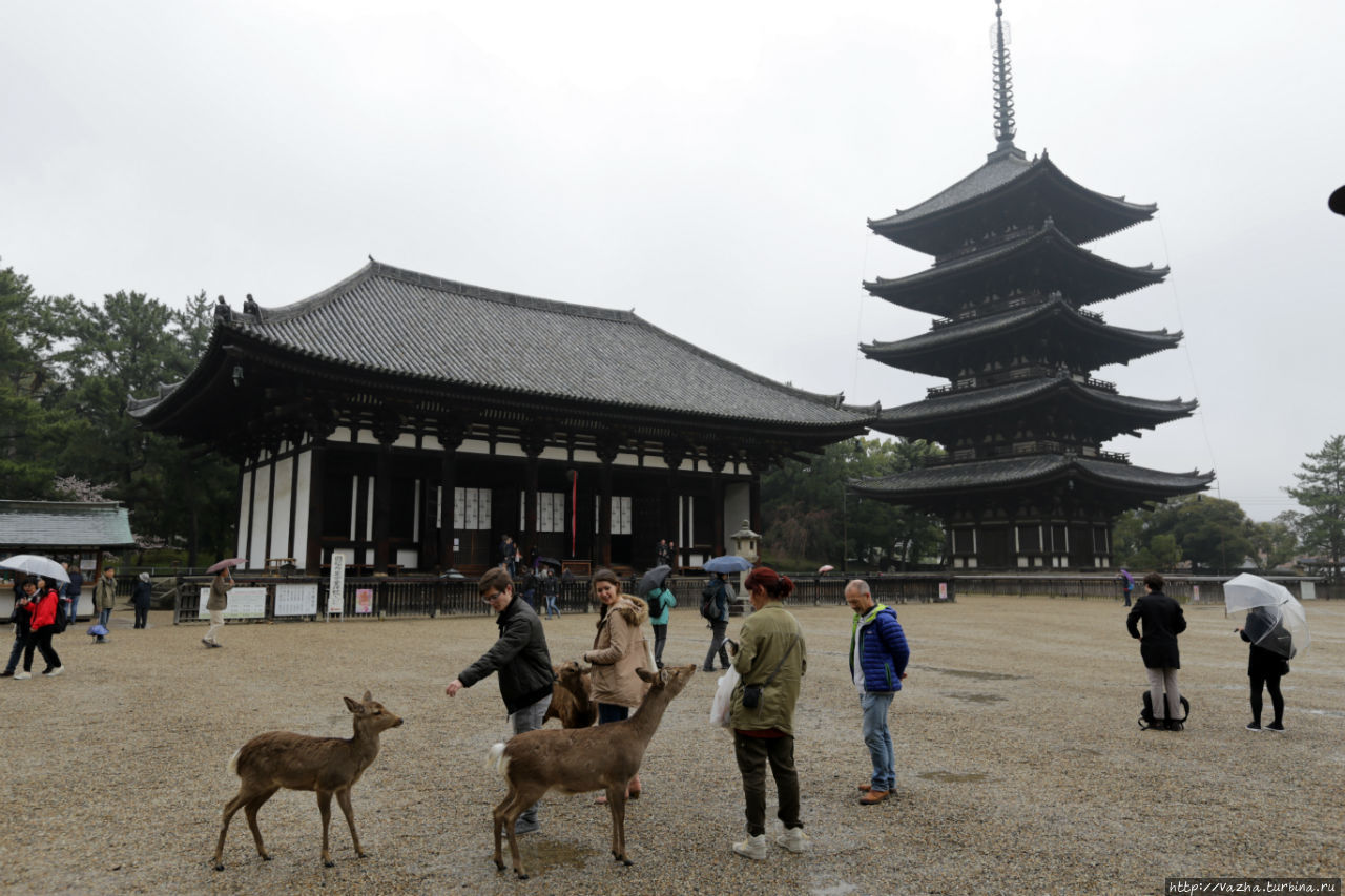 Дождливый день придаёт особый каллорит Храму Нара, Япония