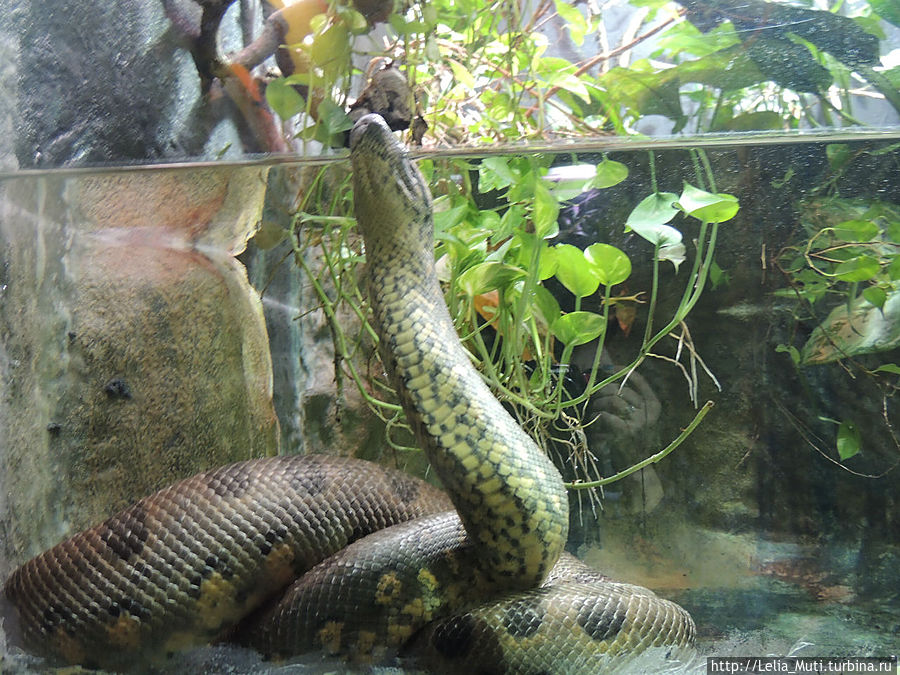 Zoo Roma Рим, Италия Zoo Roma Рим, Италия