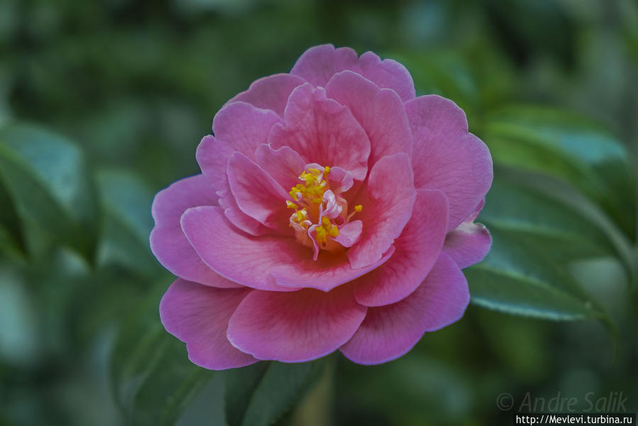 Букинге́мский дворец на рассвете Лондон, Великобритания Букинге́мский дворец на рассвете Лондон, Великобритания