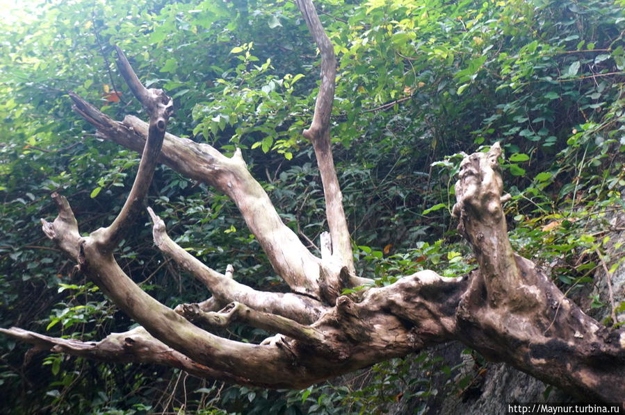 Дерево  Бо  мы так  и  не  увидели,  зато  увидели  костлявую  ладонь. Тангалла, Шри-Ланка