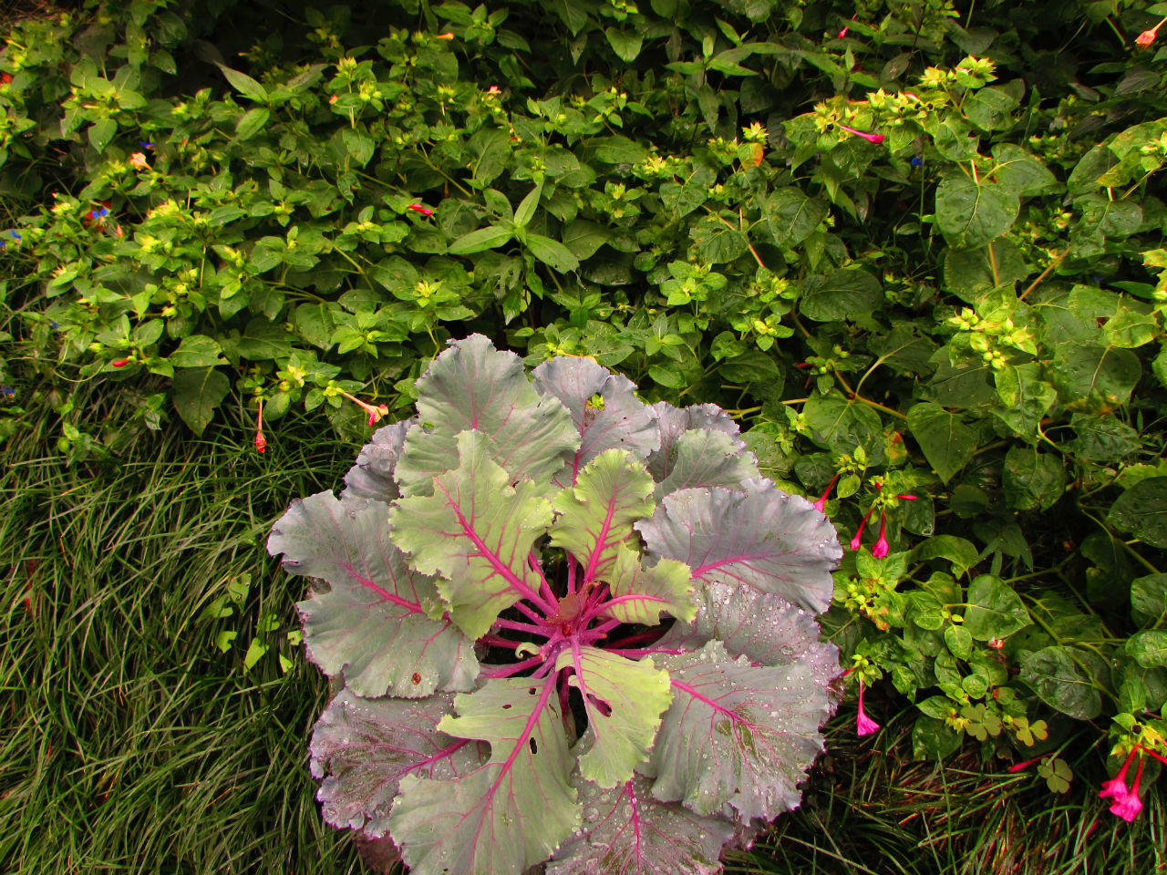Батумский ботанический сад. Лютики-цветочки у меня в садочке Мцване-Концхи, Грузия