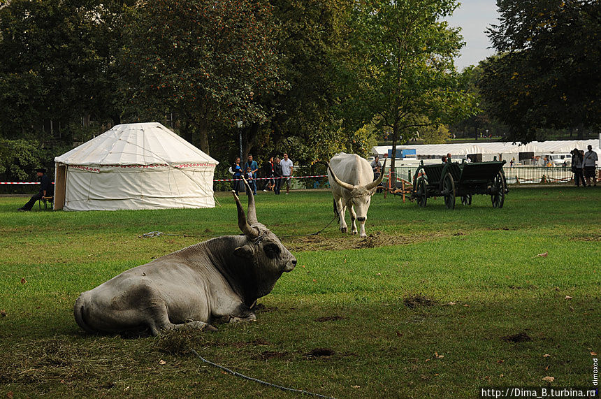 Совсем забыл! Параллельно с конным здесь же впервые проводился фестиваль крупного рогатого скота. На лугу паслись быки, которых я сначала принял за статуи из-за их монументальных форм и медлительности. Совсем забыл! Параллельно с конным здесь же впервые проводился фестиваль крупного рогатого скота. На лугу паслись быки, которых я сначала принял за статуи из-за их монументальных форм и медлительности.