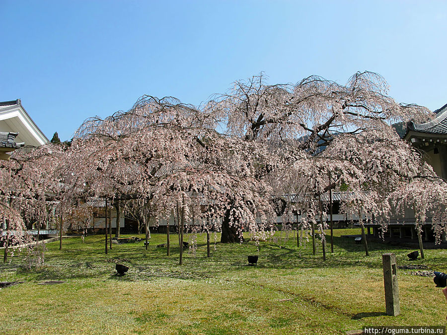 Самое старшее дерево с другого ракурса Киото, Япония