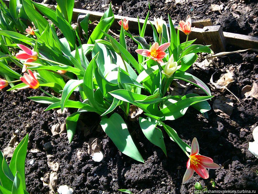 Первые тюльпаны к Первомаю! Санкт-Петербург и Ленинградская область, Россия Первые тюльпаны к Первомаю! Санкт-Петербург и Ленинградская область, Россия