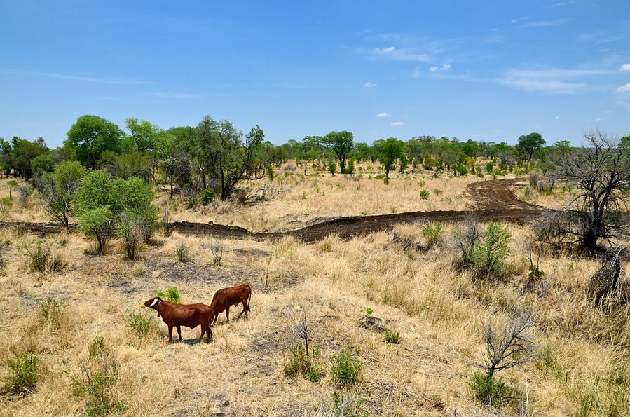 За окном пасутся коровы Булавайо, Зимбабве За окном пасутся коровы Булавайо, Зимбабве