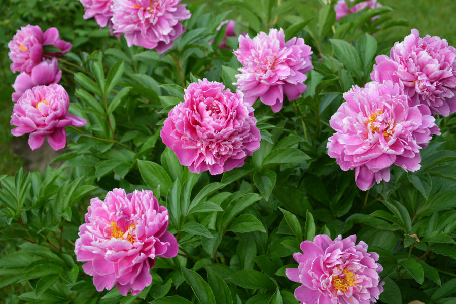 Ода пионам Москва и Московская область, Россия Ода пионам Москва и Московская область, Россия