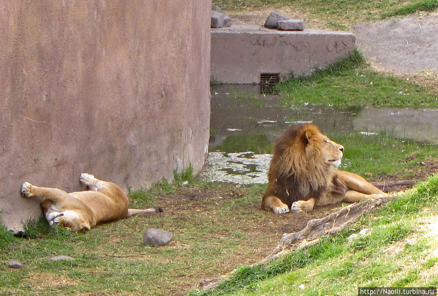 А это лев с другой львицей, лев в прайде один, а львиц много Мехико, Мексика